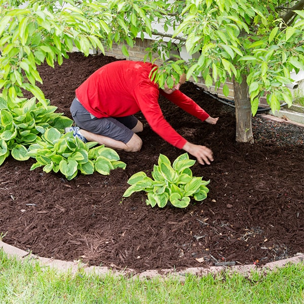 mulch installation mulch can help retain moisture in the soil, reducing the need for frequent watering and aiding in the overall health of your plants